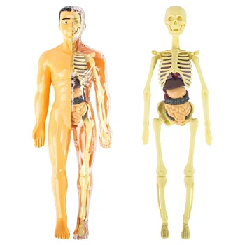 3D model anatomije ljudskog tijela, dječje plastična igračka-kostur 