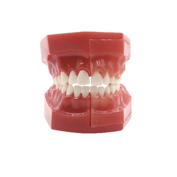 Model stalnog zuba, model razvoja nicanja zubi djeca 9-12 godina