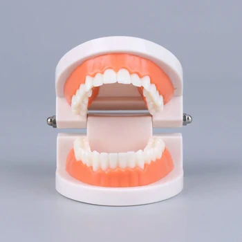Model Zuba Stomatološki Oralna Praksa Nastave Pasta Za Modul Vrtića Djeca Edukativne Model Za Čišćenje Zubi Nakit Nakit